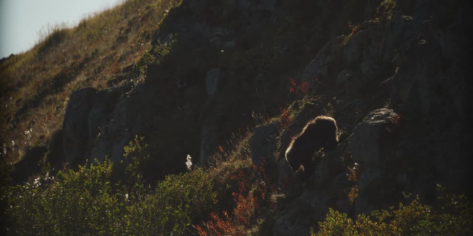 A large grizzly bear backlit by the setting sun slowly walks down a rocky hillside