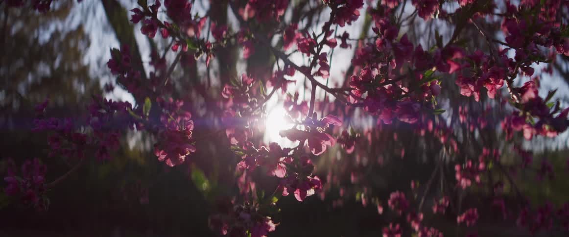 Sunlight filters through the beautiful pink blossoms of a tree at golden hour, creating a warm lens flare