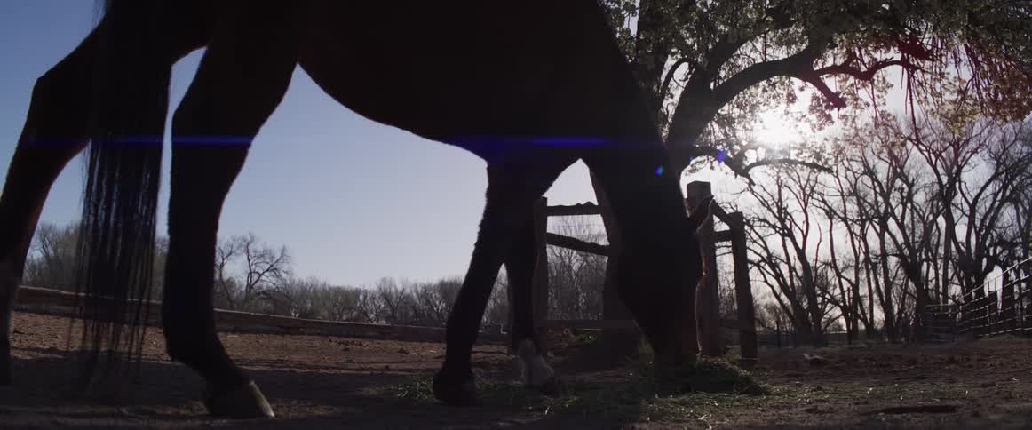 A majestic horse is silhouetted by the bright morning sun as it peacefully eats grass in a rural pen