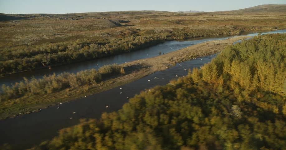 Aerial view of a flock of birds flying low over a river winding through a vast autumnal landscape at golden hour
