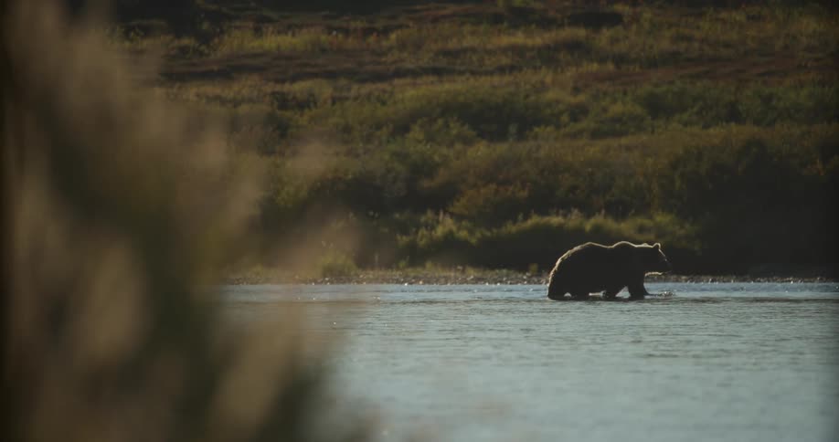 A majestic grizzly bear stands silhouetted in a shallow river in the wilderness during golden hour