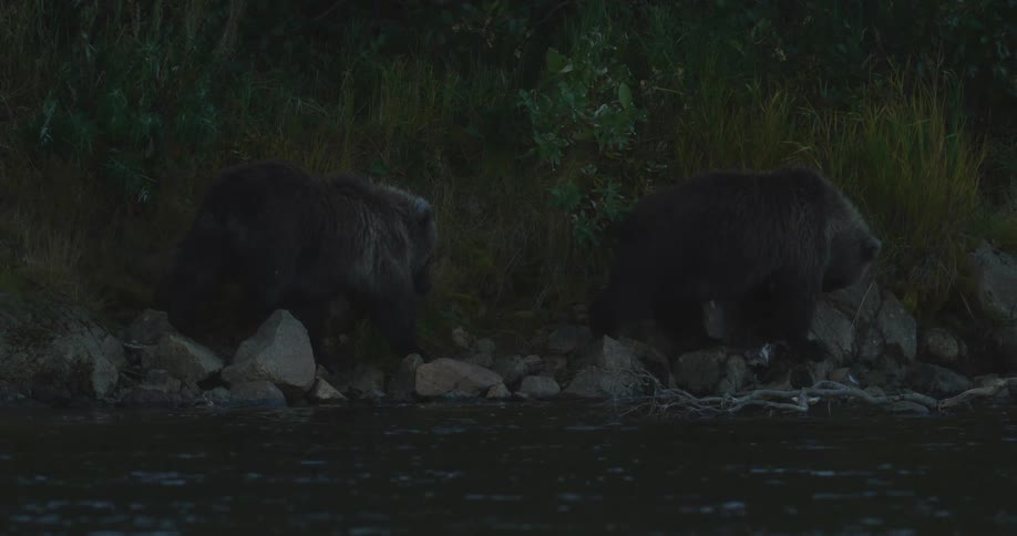 In the dark of night, two grizzly bears feast on a fish on the rocky banks of a river