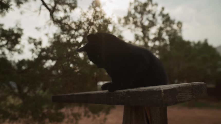 A majestic black cat sits perched on a wooden post against a backlit tree and begins grooming itself