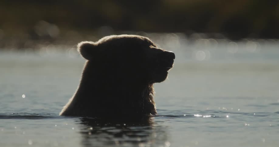 Slow motion silhouette of a large grizzly bear with its head above the water as it rests in a calm river