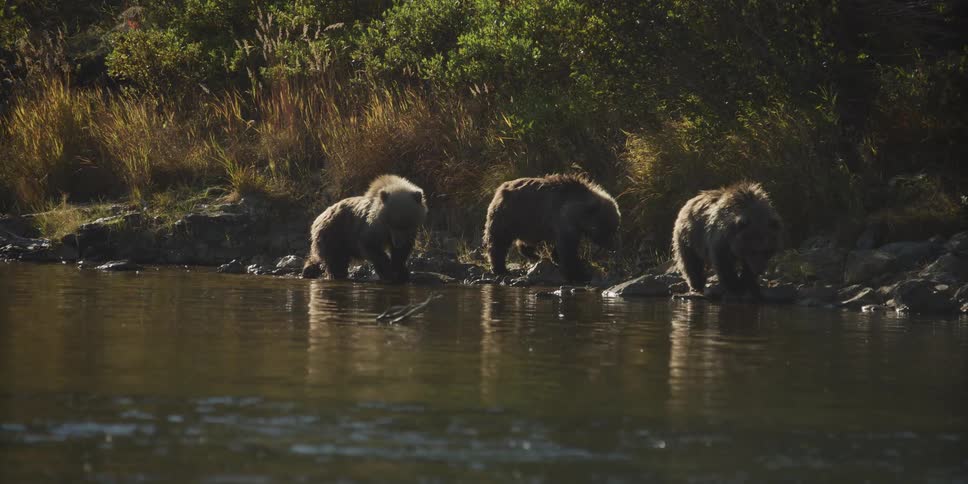 Three young grizzly bears forage and drink from a tranquil riverbank in the warm afternoon sunlight