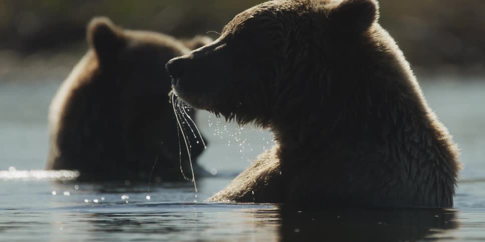 A dramatic slow-motion close-up of a backlit brown bear eating a piece of fish while sitting in a tranquil river