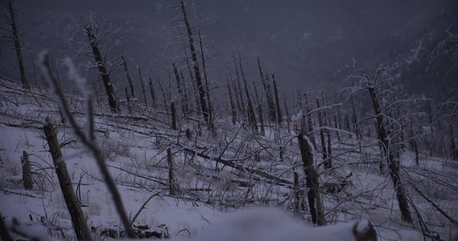 A slow dolly shot reveals a desolate, snow-covered landscape of a forest destroyed by a wildfire
