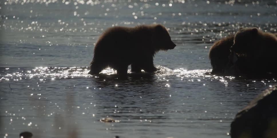 A silhouetted bear cub slowly wades through the sparkling shallow water of a river to join its family