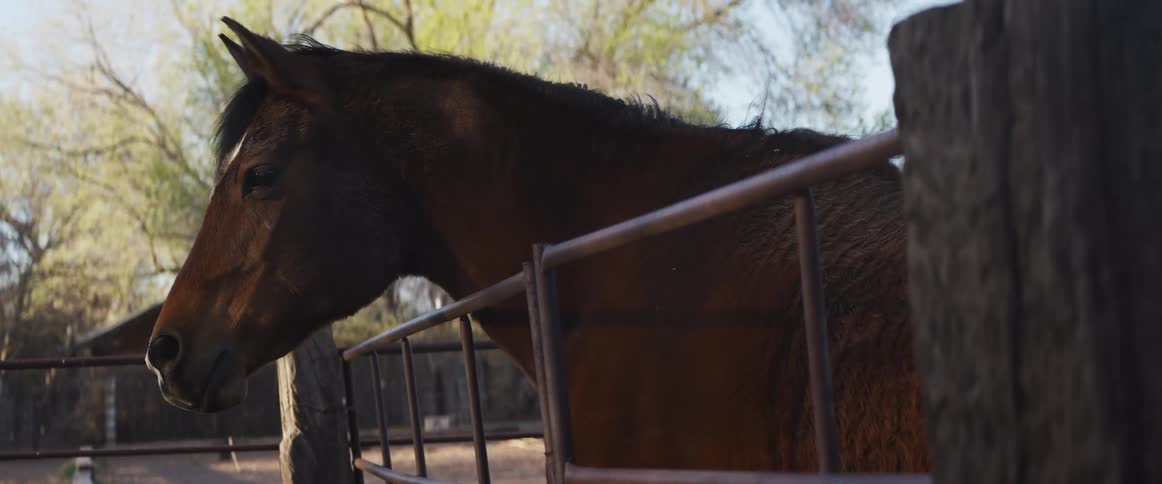 A tranquil brown horse with a white marking rests peacefully inside a rustic outdoor pen