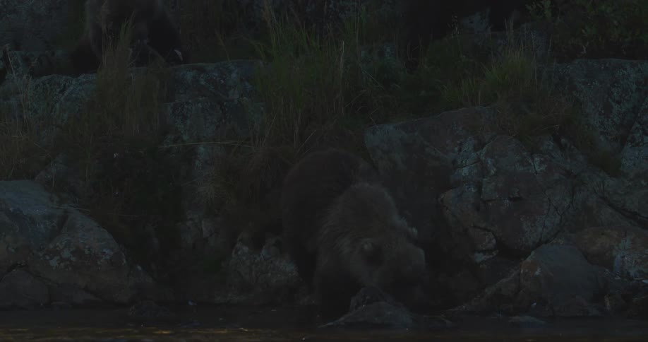 A grizzly bear forages on the rocky bank of a river at dusk