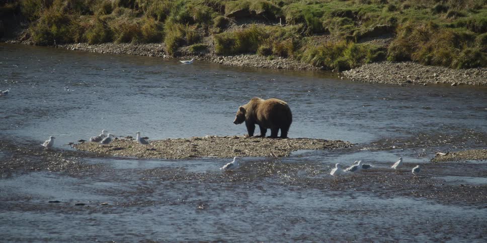 A majestic brown bear stands on a small island in a river, surrounded by a flock of patient seagulls