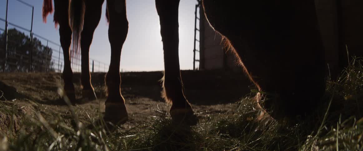 A silhouetted horse grazes on hay in slow motion, with the setting sun casting a warm golden glow from behind