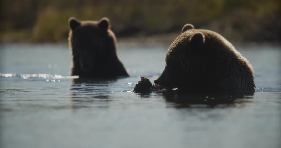 Two silhouetted brown bears sit in a river and eat a freshly caught fish in a dramatic slow-motion shot
