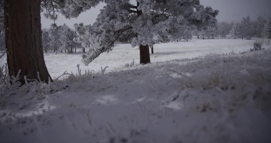 Serene winter wonderland scene with a low-angle camera slowly tracking across a snow-covered landscape and frosted trees