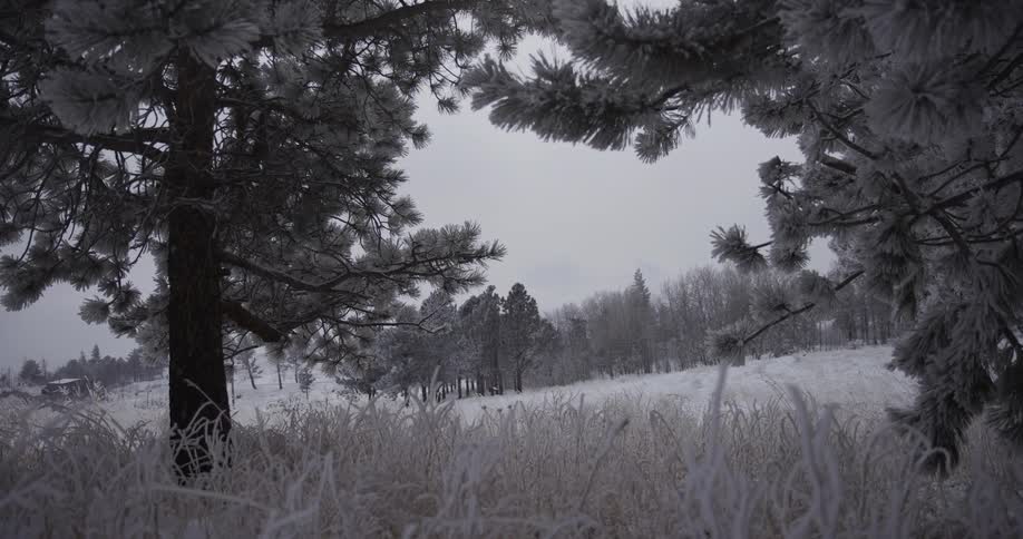 A serene and frosty winter landscape is framed by snow-dusted pine branches on a cold, overcast day