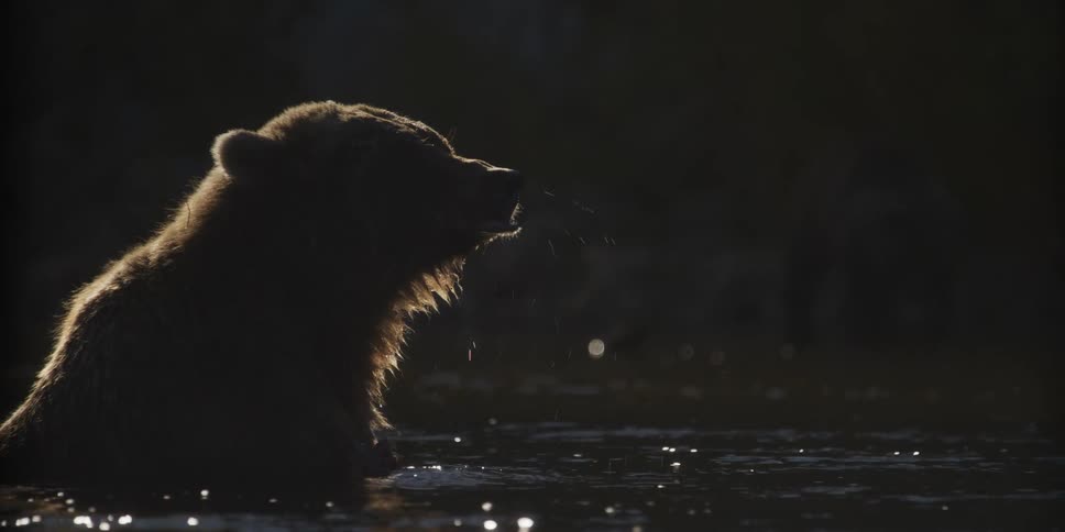 Slow motion shot of a backlit brown bear sitting in a river and eating, with water droplets sparkling in the golden light