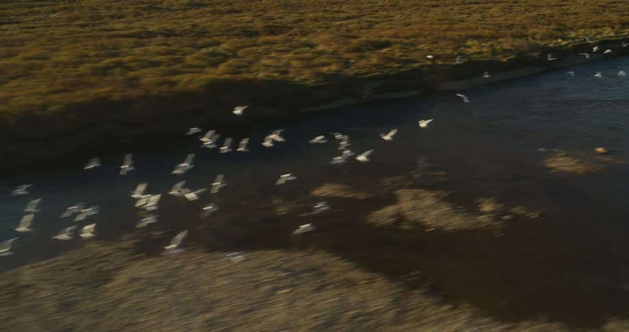 An aerial view shows a flock of white gulls flying low over a river while a large brown bear wades in the shallows