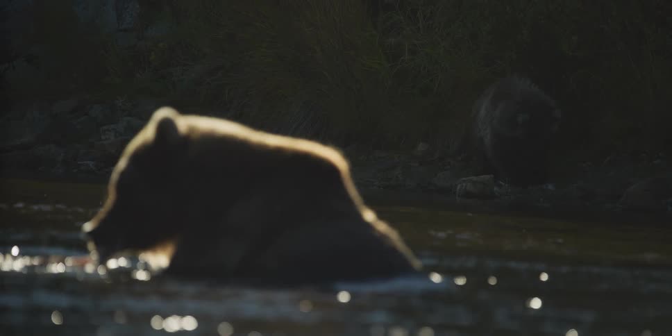 A backlit grizzly bear eats a fish in a river in slow motion while another bear watches from the dark shoreline