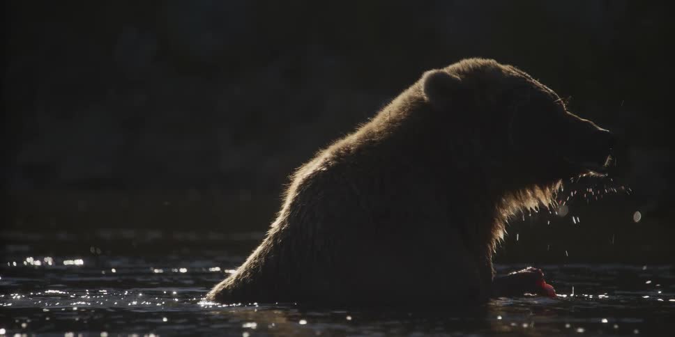 A grizzly bear sits in a dark river, backlit by the sun, and devours a freshly caught fish in cinematic slow motion