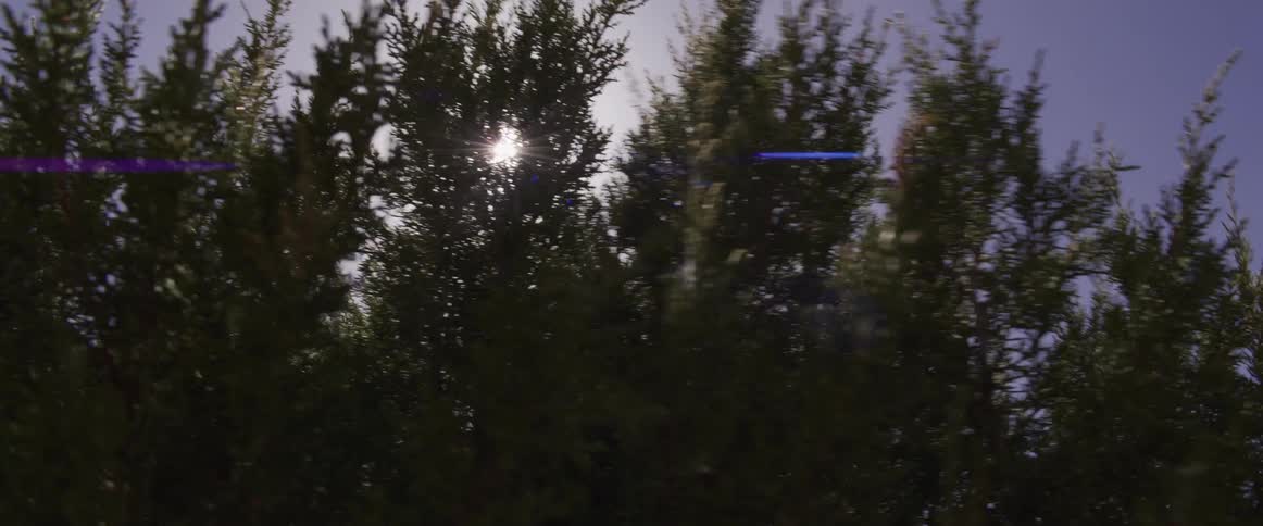 The sun shines brightly through the tops of evergreen trees as they sway back and forth in the wind
