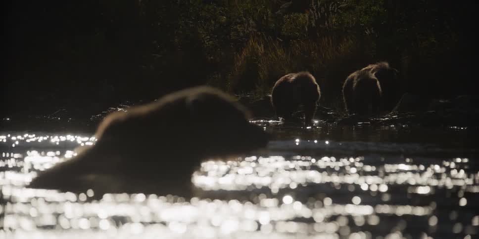 Several bears are silhouetted against a shimmering river as the sun sets