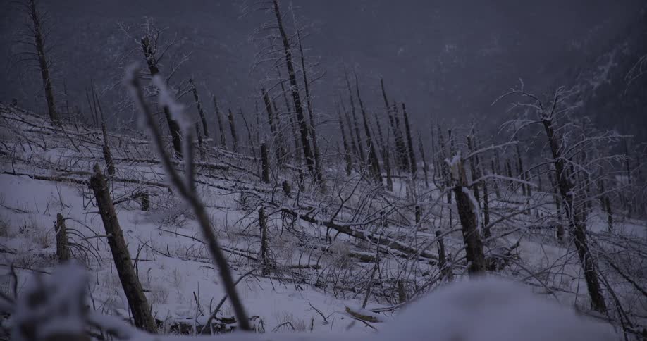 A somber dolly shot reveals a desolate winter landscape of a snow-covered burnt forest