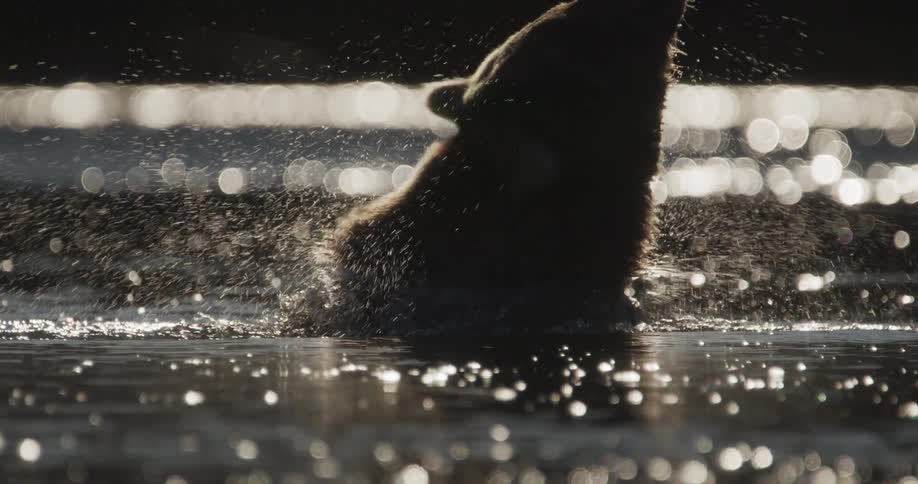 Cinematic slow motion of a silhouetted brown bear shaking water from its fur in a sparkling river