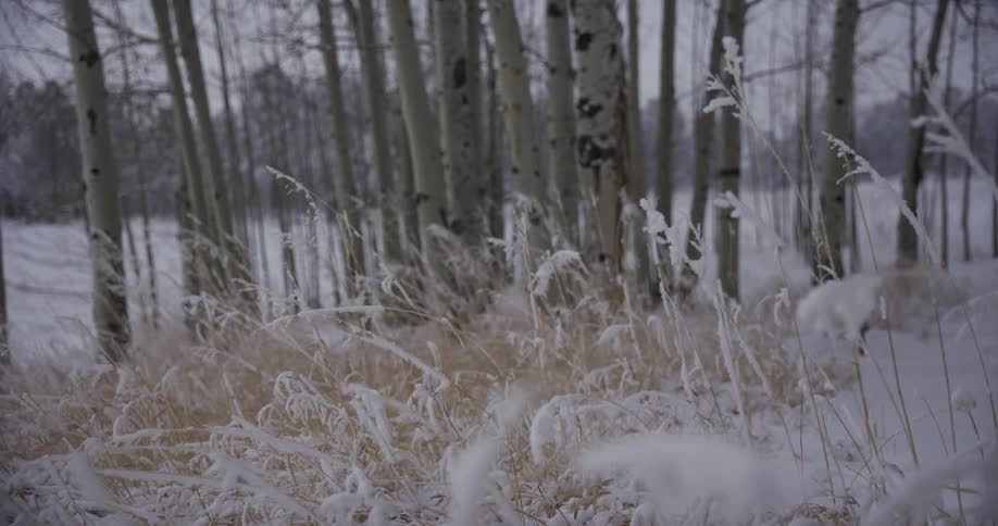 A peaceful, slow-motion shot of snow falling on dry grass in front of a wintery aspen grove