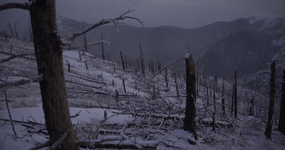 A desolate, snow-covered mountainside littered with the charred remains of a forest fire on a bleak, overcast day