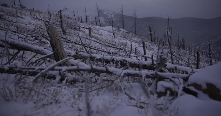 Dolly shot through a desolate, snow-covered mountainside littered with fallen trees from a past forest fire
