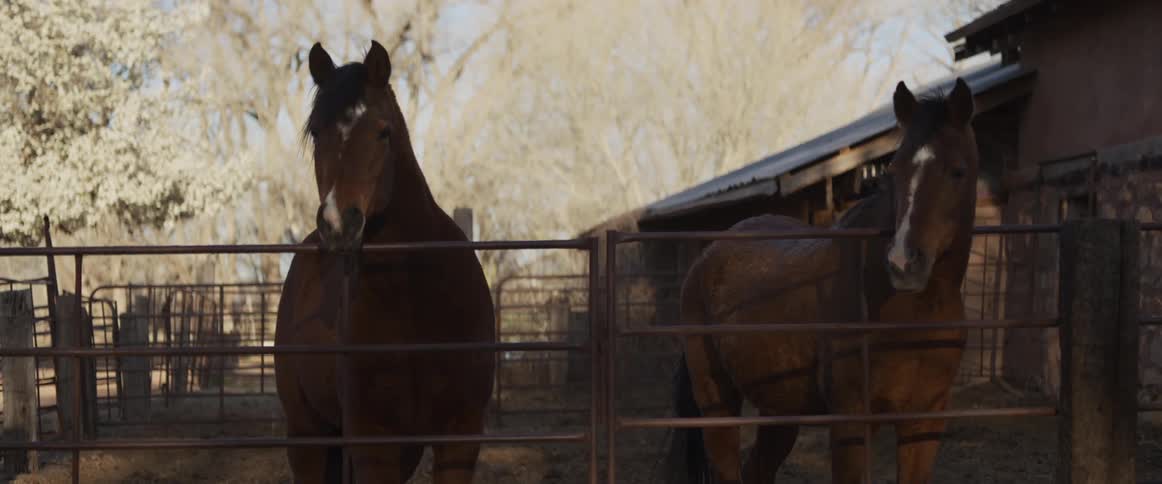 A pair of brown horses stand calmly behind a gate in a rural farm pen