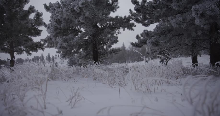 A low-angle shot of snow falling gently on frosted grass and pine trees in a quiet winter forest