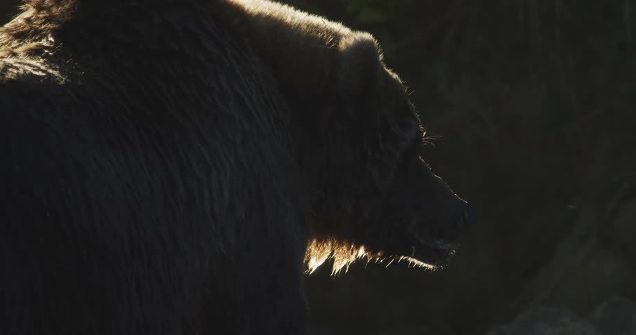 A powerful grizzly bear is seen in a close-up profile, its shaggy fur beautifully backlit by the sun in the wild