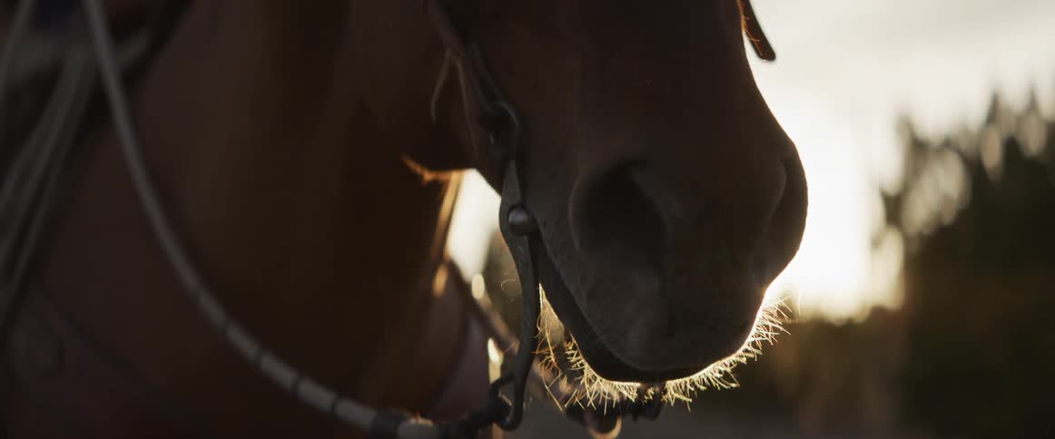A dramatic close-up of a horse's muzzle and bridle silhouetted by the warm evening sun