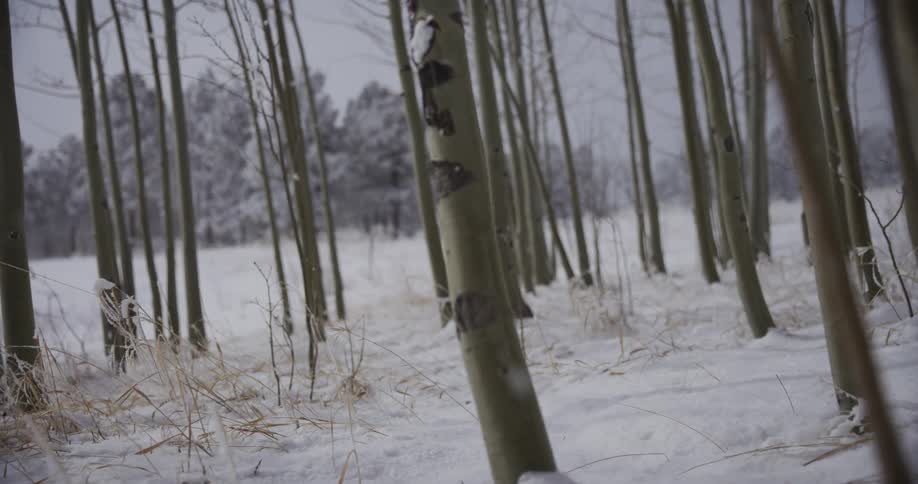 A slow-motion tracking shot reveals a quiet, snow-covered forest of aspen trees on a gray day