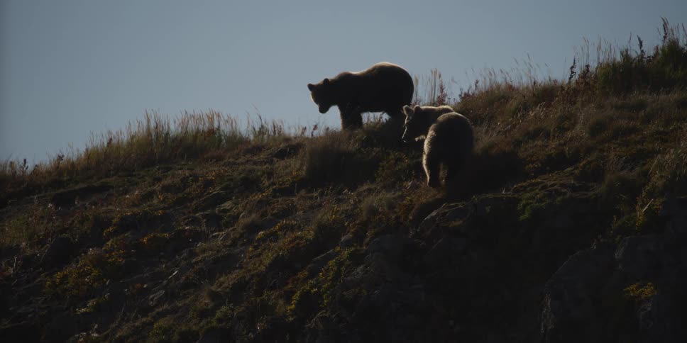 A mother grizzly bear and her cub are silhouetted against the bright sky as they stand on a grassy, wild mountainside