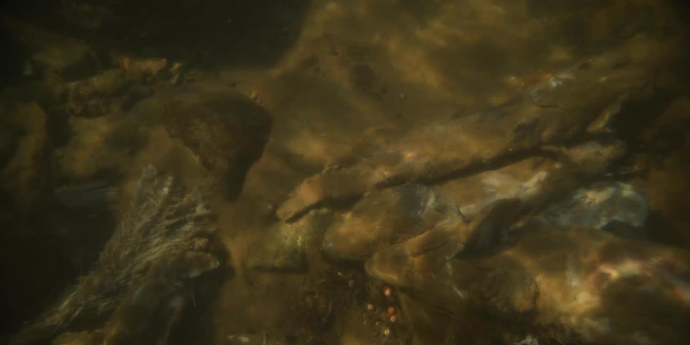 An underwater time-lapse captures the natural decomposition of dead fish on the riverbed until only their skeletons remain