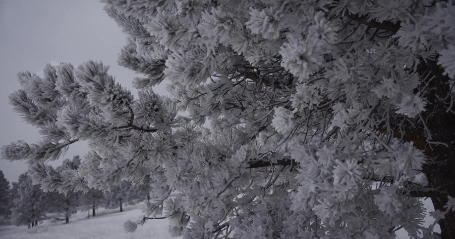 A serene close-up of pine tree branches heavily laden with white frost on a cold, overcast winter day