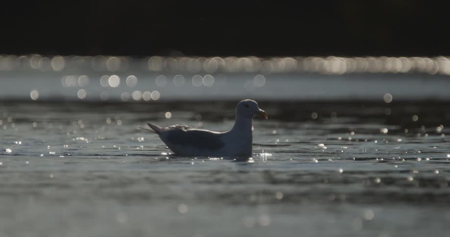 A lone seagull floats peacefully on calm, sparkling water with beautiful bokeh reflections from the sun