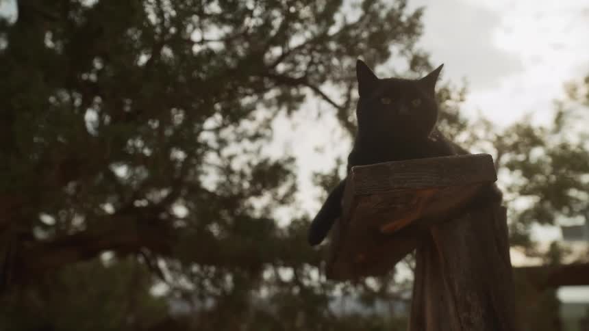 A watchful black cat with bright yellow eyes relaxes on a rustic wooden post at dusk