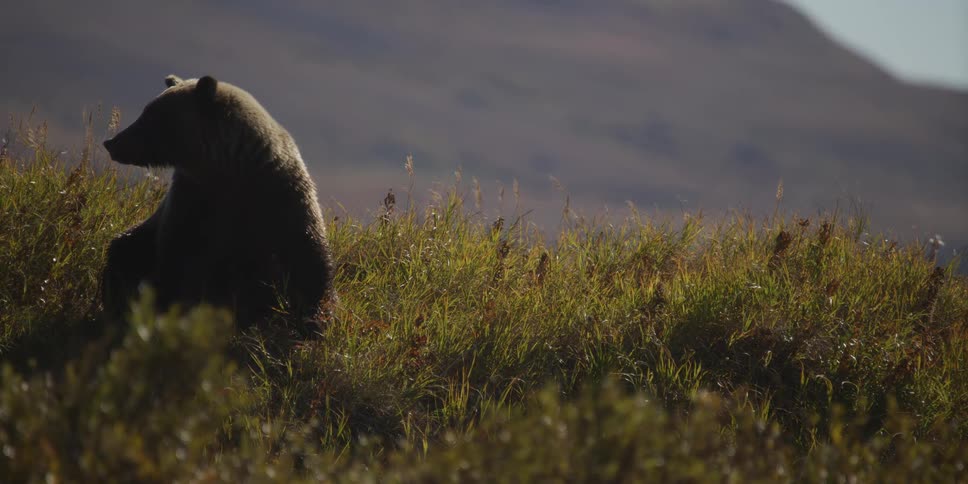 A majestic grizzly bear sits peacefully in a sun-drenched meadow on a hillside, looking around in slow motion