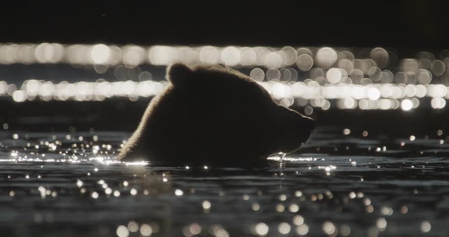 A silhouetted bear's head floats in sparkling water, beautifully backlit by the sun in a dramatic slow motion shot