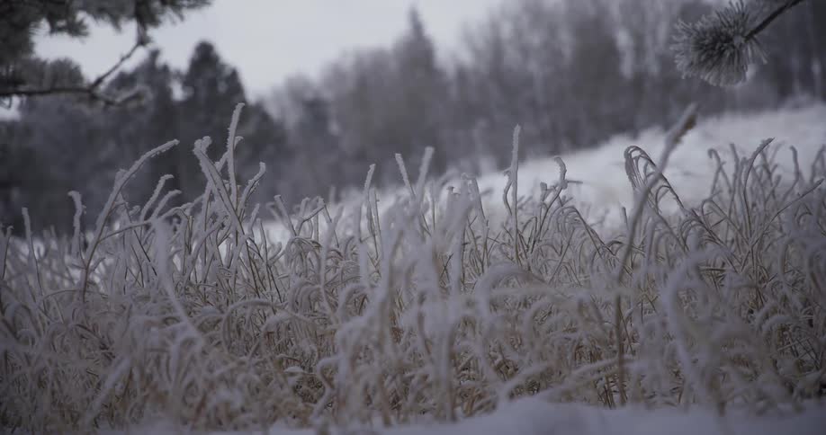 A serene close-up dolly shot captures delicate frost covering tall grass on a snowy winter day as snowflakes gently fall