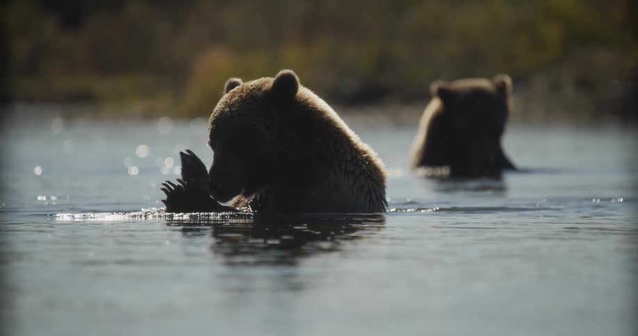 A silhouetted grizzly bear sits in a calm river and eats a freshly caught fish in slow motion while another bear watches from the background