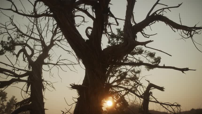 The sun sets behind the gnarled, twisted branches of a silhouetted tree in a desolate landscape