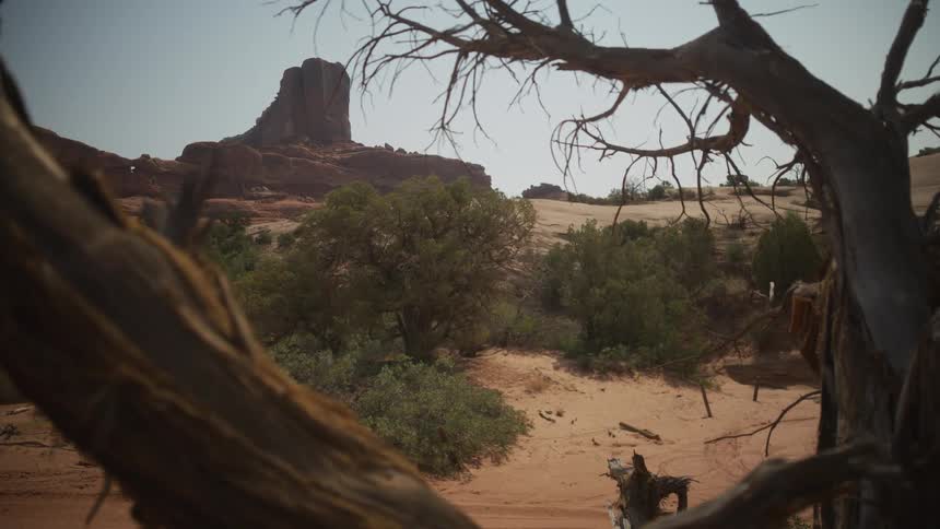 A view of a distant butte in a hot desert landscape, framed by gnarled, weathered tree branches