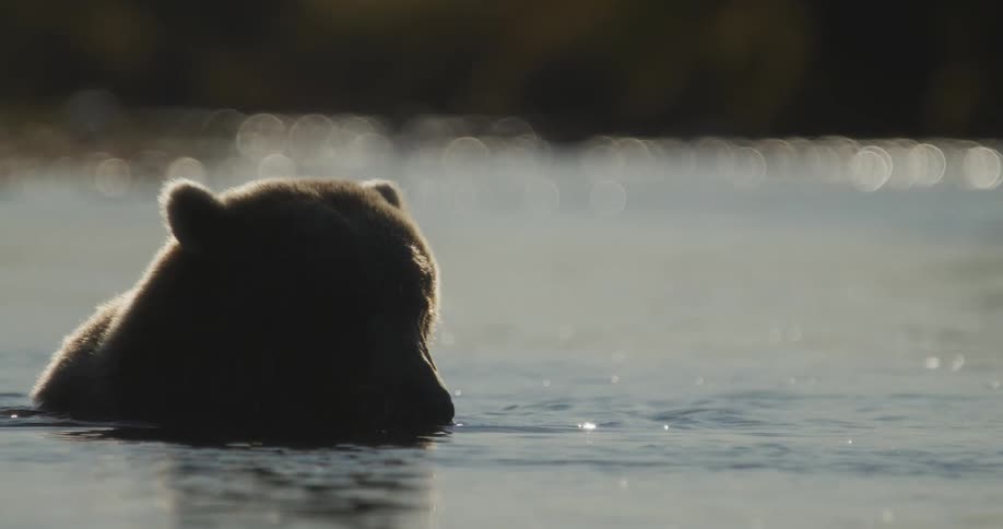 Close-up slow motion of a silhouetted brown bear eating a fish in a sparkling river