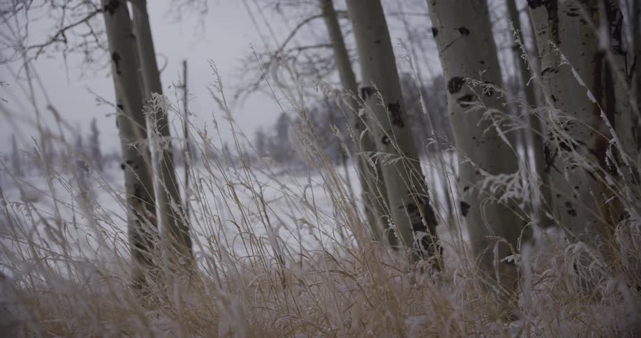Frost-covered grass sways gently in the wind in front of a grove of aspen trees on a snowy winter day