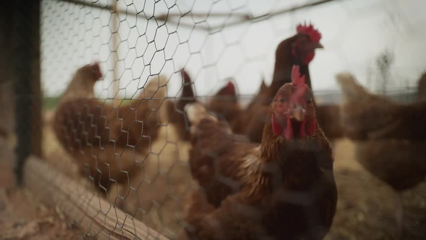 A low-angle close-up of brown hens in a rustic coop, with the focus pulling to a single curious chicken looking through the wire