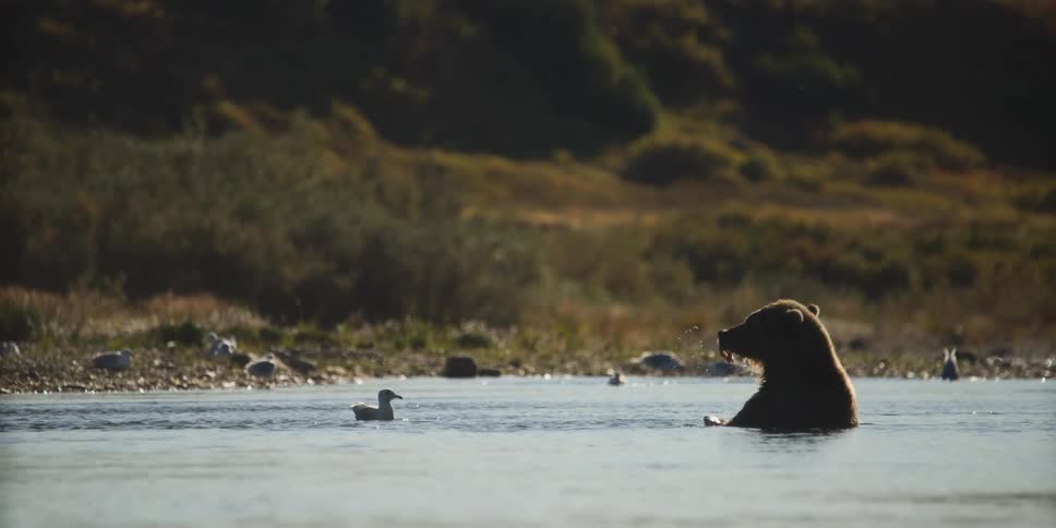 A silhouetted grizzly bear sits peacefully in a calm river eating its catch in slow motion